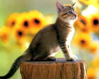 Cats always land on their feet