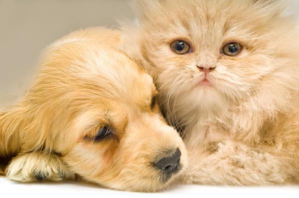 Cats and dogs can live in harmony