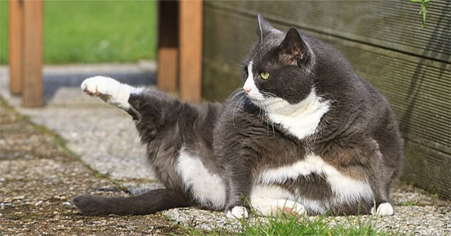 Cats are actually getting fatter and science says that everything has a reason