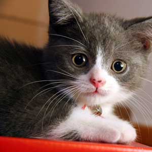 Cats are drugs that prevent asthma for children
