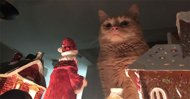 Cats are not heartless, on the contrary, they are more affectionate than humans