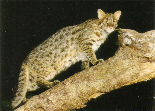 Cats can also suffer from Alzheimer's