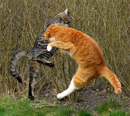 Cats dance martial arts