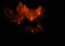 Cats glow in the night