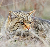 Cats have been domesticated since ancient times