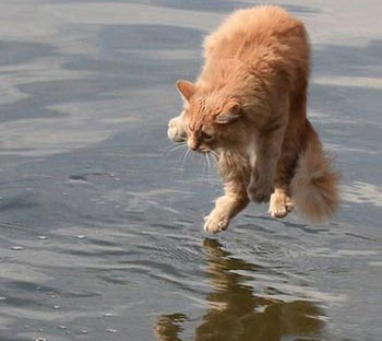 Cats have legs like people