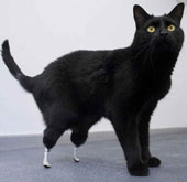 Cats in scientific research