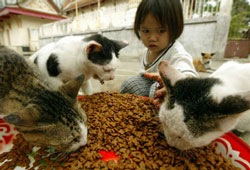 Cats infected with H5N1 virus?