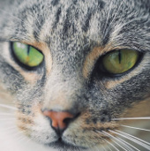 Cats inherit master's habits