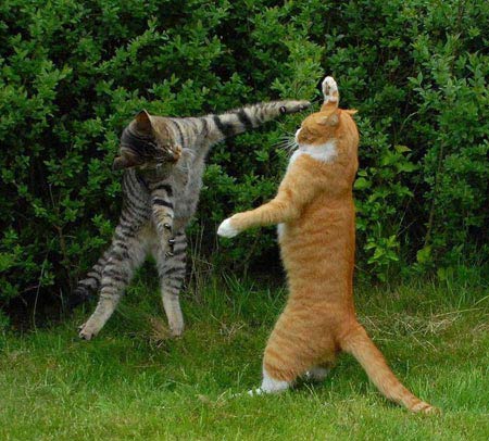 Cats know how to manipulate people