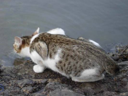 Cats lick water 4 times in a second