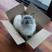 Cats like to hide in boxes to reduce stress
