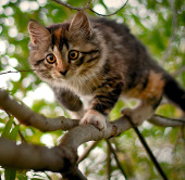 Cats - mass assassins in the animal world