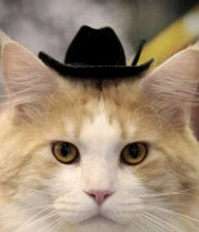 Cats only remember for 10 minutes