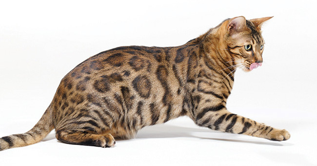 Cats use physical knowledge to hunt