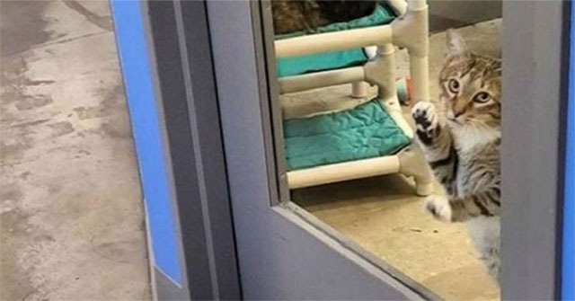 Cats were in solitary confinement for leading their fellow escapes
