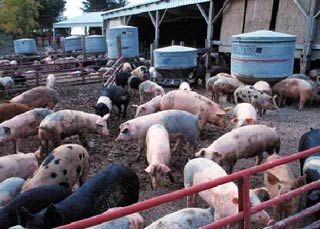 Cattle cause more environmental pollution than cars