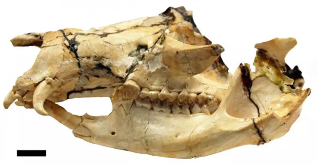 Cause vampire kangaroo is extinct