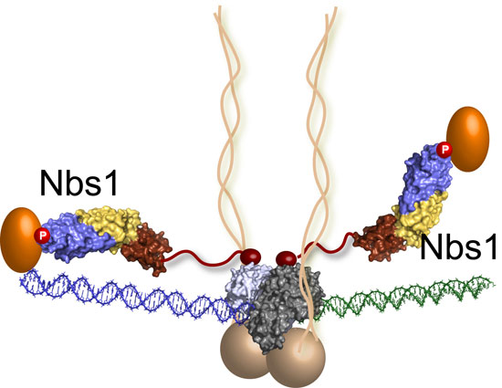 Causes of DNA fracture in cancer cells