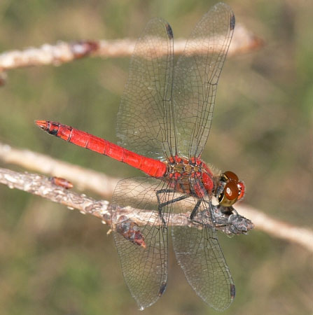 Causes turn dragonflies from gold to red