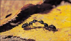 Causing a 'civil war' to destroy ants