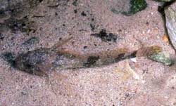 Cave fish