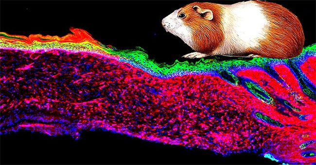 Cell technology breakthrough helps heal large wounds on the skin