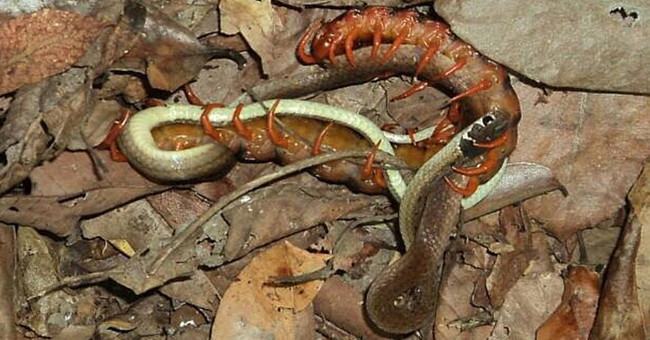 Centipede bit dead and ate a snake laying eggs