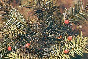 Central Highlands: successful people like red pine