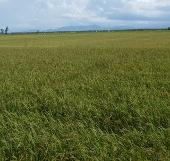 Certification of trademark for Huong Dien rice variety