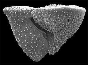 Challenges to the theory of species origins