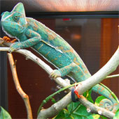 Chameleon changes body color when fighting