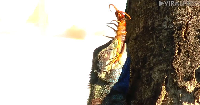 Chameleon swallowed giant centipedes