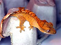 Chameleons can change color blind?
