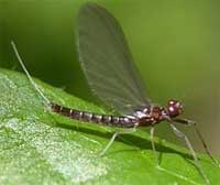 Champion power of insects