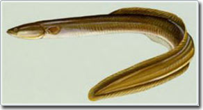 Changes in sea conditions in Sargasso affect eel fishing