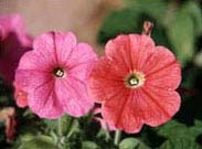 Changing the threat of horticulture threats in the UK