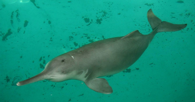 Changjiang River dolphin returned after a missing decade in China