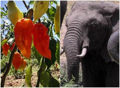 Chase elephants with ... chili!