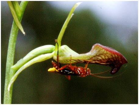 Cheating between orchids and wasps