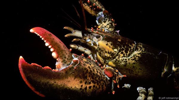 Check out the nearly immortal creatures in the natural world