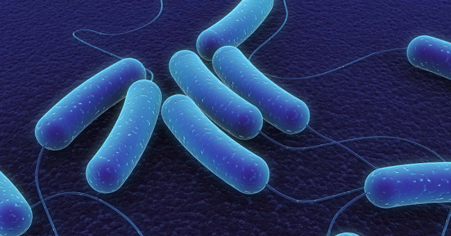 Check out the types of polar bacteria that are beneficial to humans