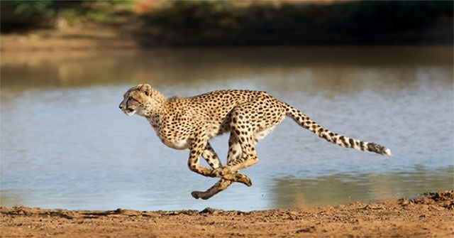 Cheetah is in danger of extinction