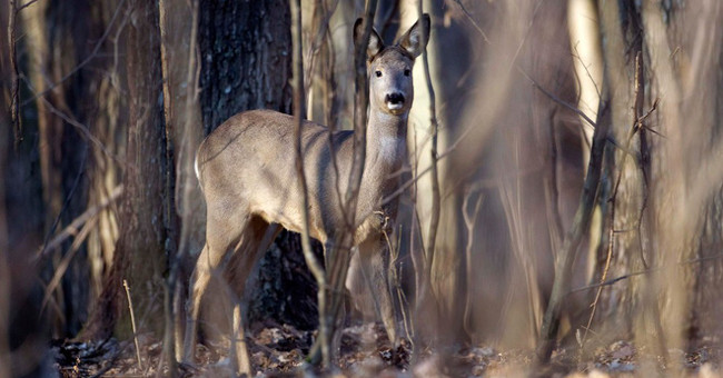 Chernobyl is a human disaster, but good news for animals here