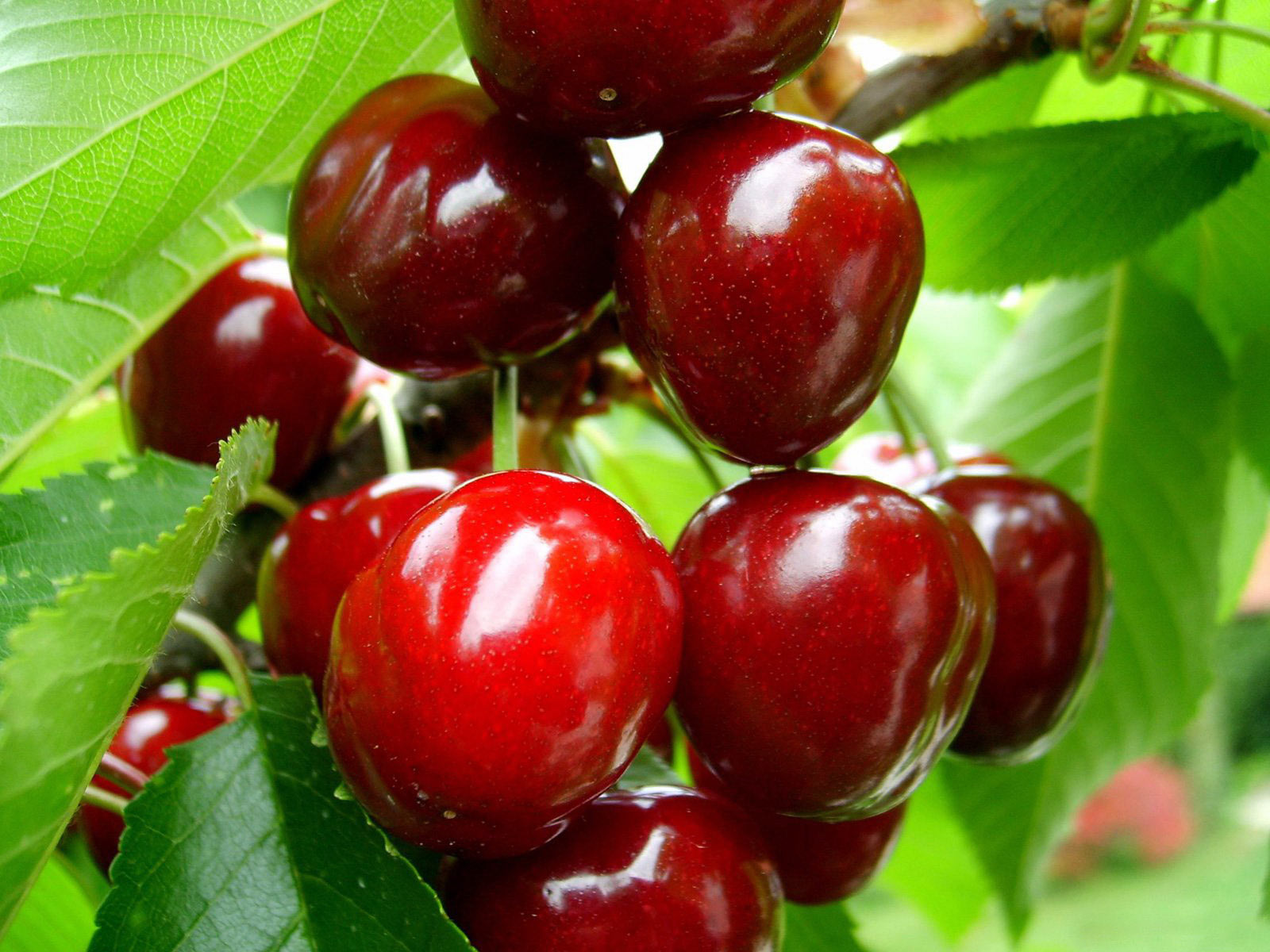 Cherry and the benefits you may not know yet