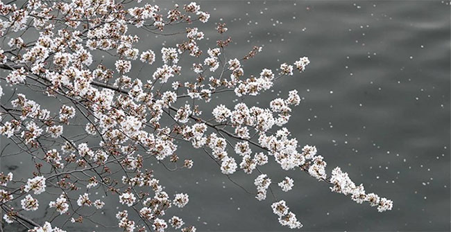 Cherry blossom season flourishes in Japan through ecstatic beautiful pictures