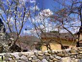 Cherry blossoms, blooming plum blossoms on Ha Giang stone plateau