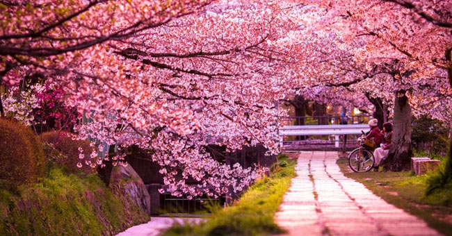 Cherry blossoms make you want to go to Japan immediately