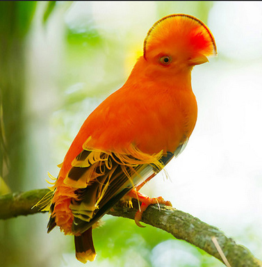 Chicken feathered orange