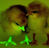 Chicken glows free of avian influenza